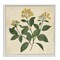 Stupell Industries Yellow Bushels Botanical Illustration Framed Giclee, design by Petal Prints Design